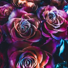 Схема вышивки «Розы»