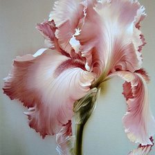 Схема вышивки «Ирисы»