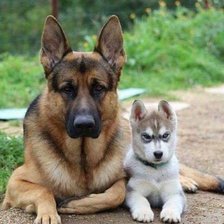 Схема вышивки «Друзья»