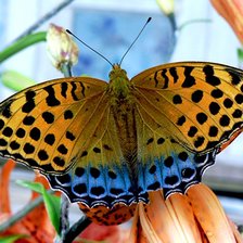 Схема вышивки «Перламутровка большая лесная»