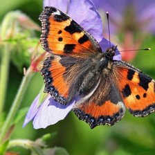 Схема вышивки «Бабочка крапивница»