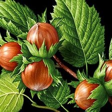 Схема вышивки «Лещина орешник ветки»