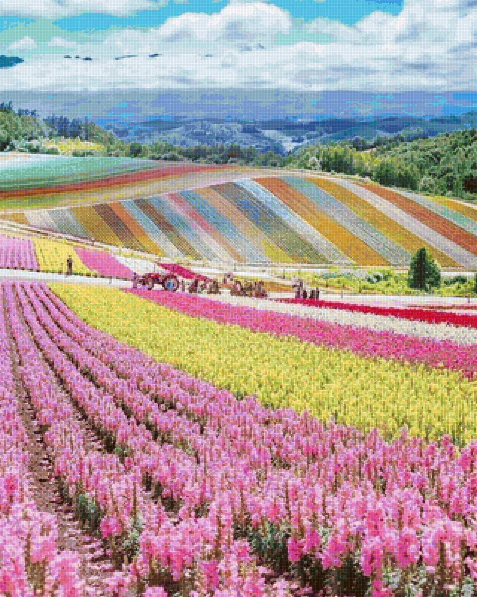 Phong cảnh - cánh đồng hoa - предпросмотр