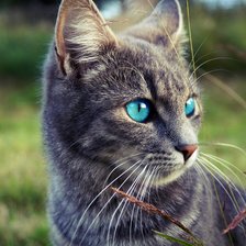 Схема вышивки «Кошка»