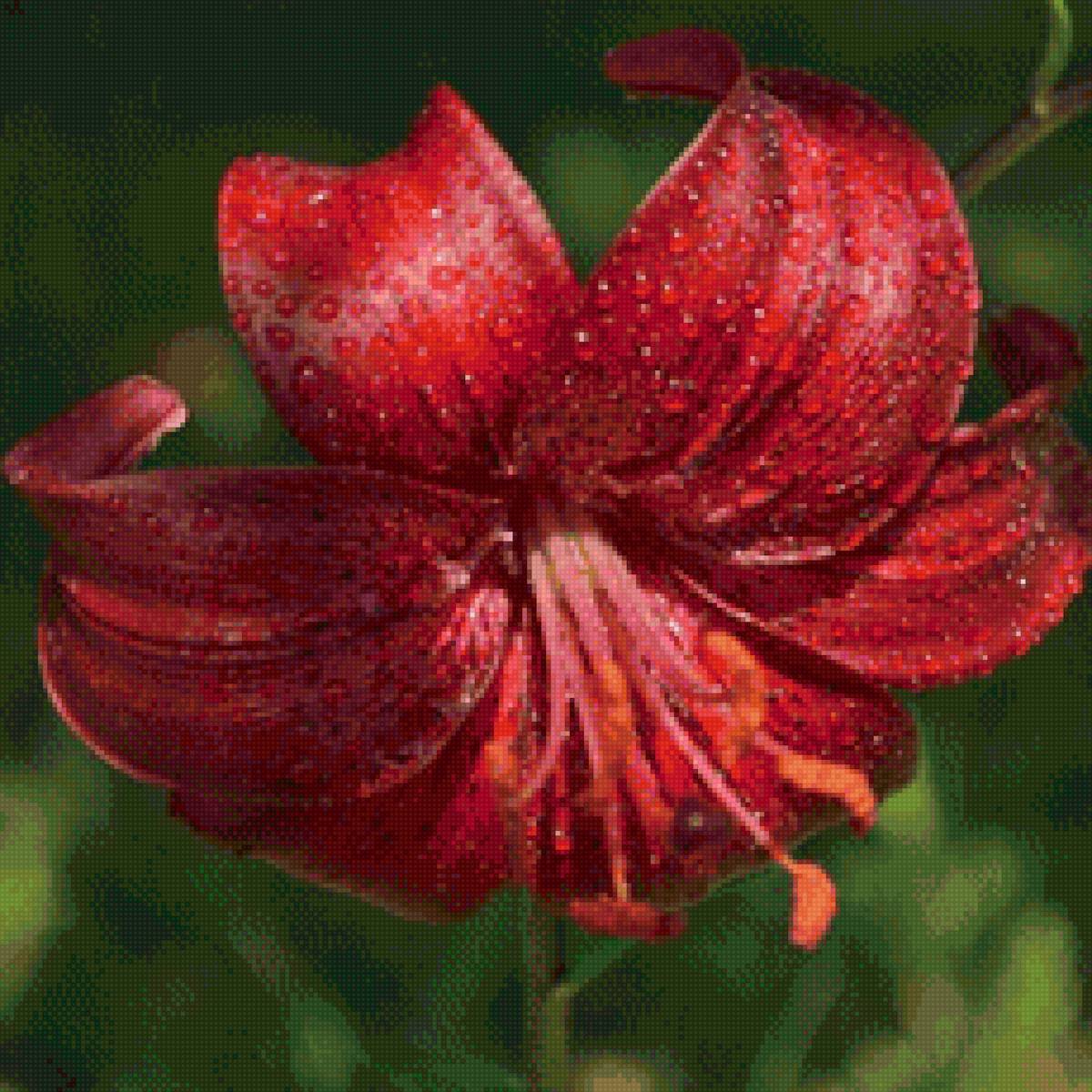 Лилия тигровая ред флейвор - цветок, лилия, подушка - предпросмотр