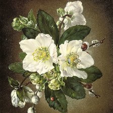 Схема вышивки «Сесил Кеннеди»