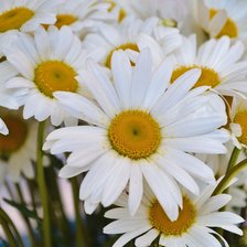 Схема вышивки «Ромашки»