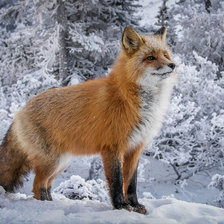 Схема вышивки «Лиса зимой возле леса»