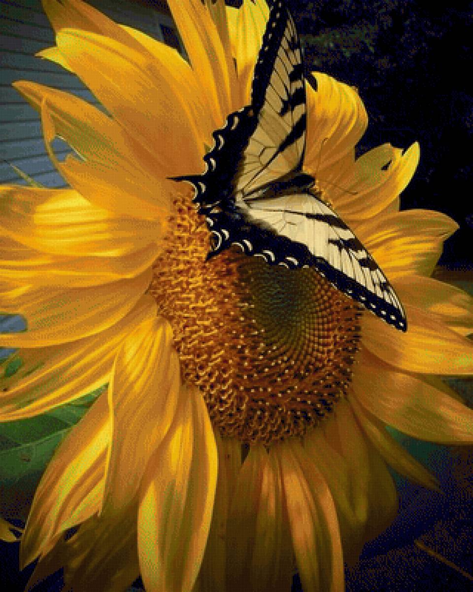 подсолнух - подсолнух, лето, бабочка - предпросмотр