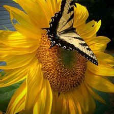 Схема вышивки «подсолнух»