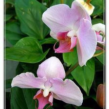 Схема вышивки «Фаленопсис элегант роуз»