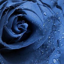 Схема вышивки «Синяя роза»