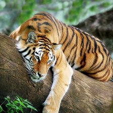 Схема вышивки «Индокитайский тигр»