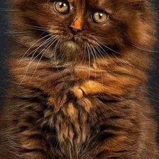 Схема вышивки «котейка»