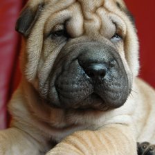 Схема вышивки «Шарпей»