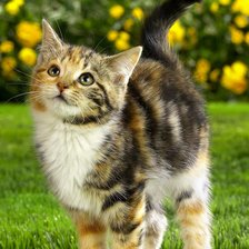 Схема вышивки «Котенок»