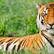 Схема вышивки «Тигр летом»