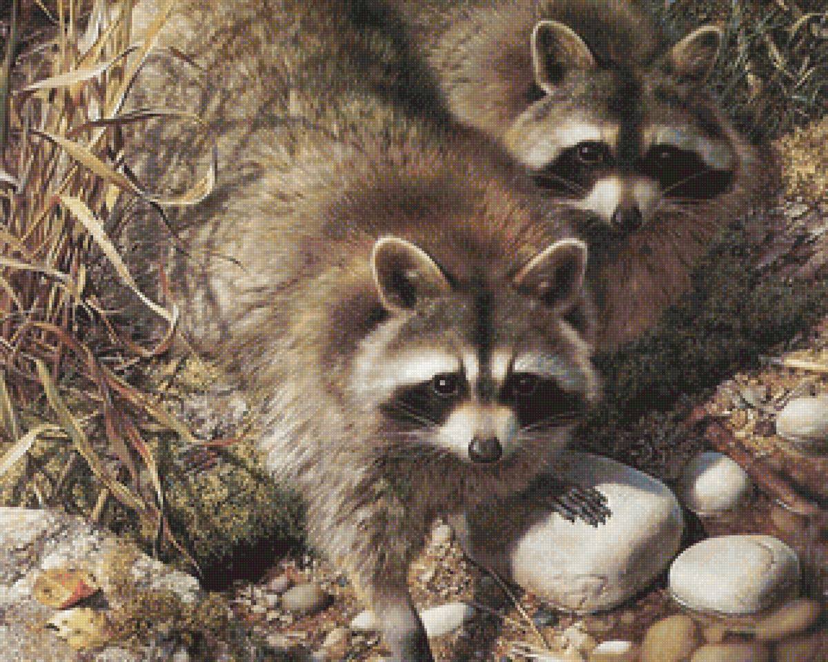 Реалистичные еноты - енот, природа, животные - предпросмотр