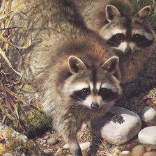 Схема вышивки «Реалистичные еноты»