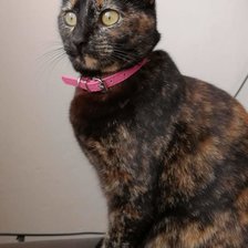 Схема вышивки «Gato carey»