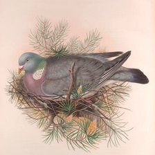 Схема вышивки «Pássaro.»