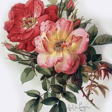 Схема вышивки «Paul De Longpre Rose hip»