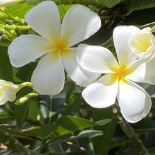 Схема вышивки «Магнолия в цвету»