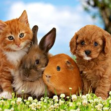 Схема вышивки «Домашние питомцы»