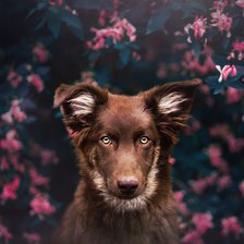 Схема вышивки «Взгляд собаки»