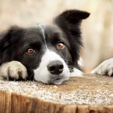 Схема вышивки «Грустный бордер колли»