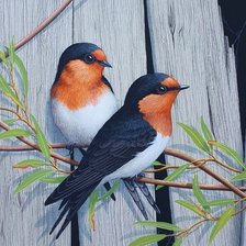 Схема вышивки «Pássaros .»