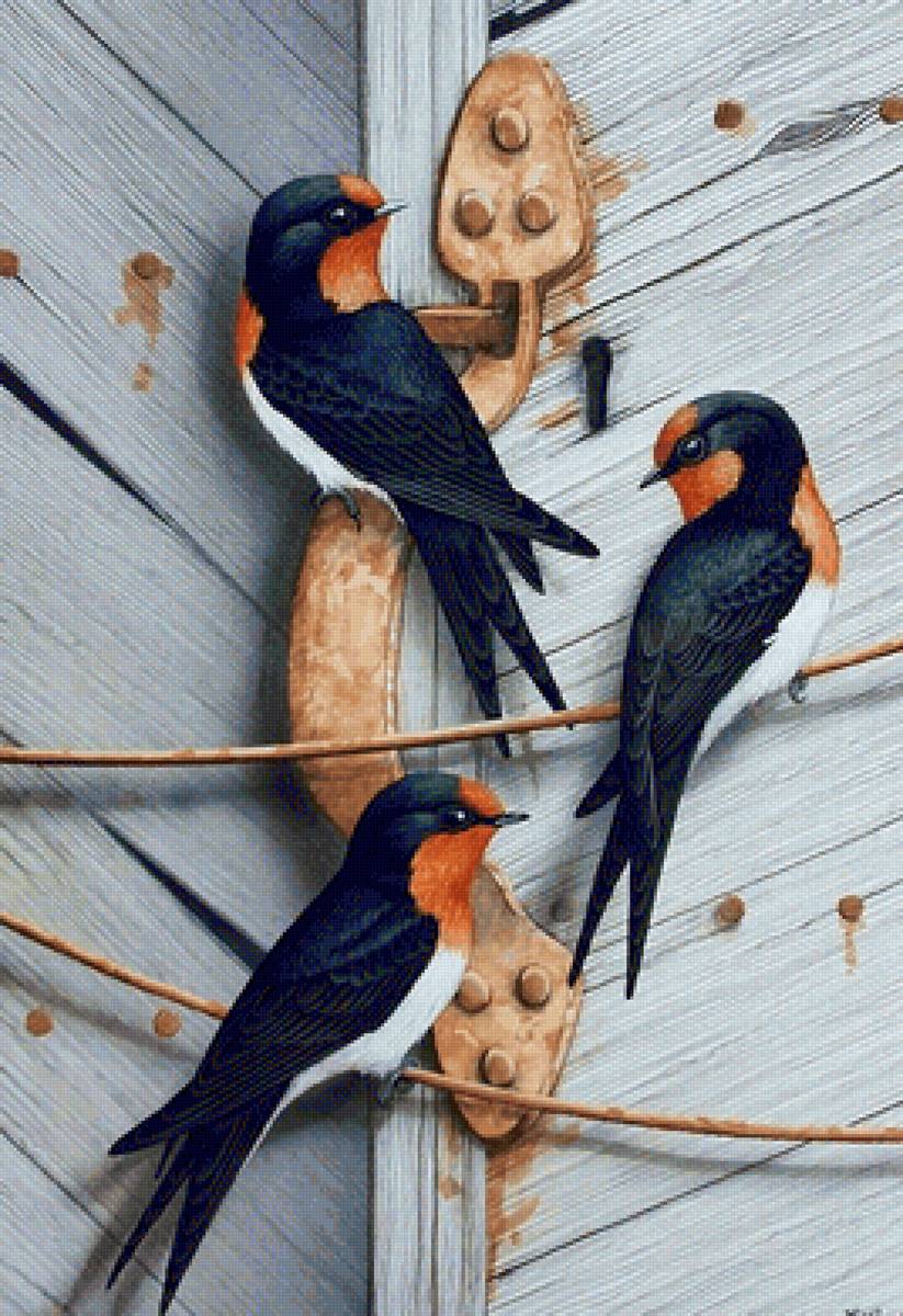 Pássaros . - pássaros. - предпросмотр