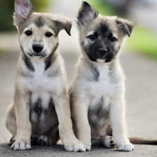 Схема вышивки «Милые собачки»