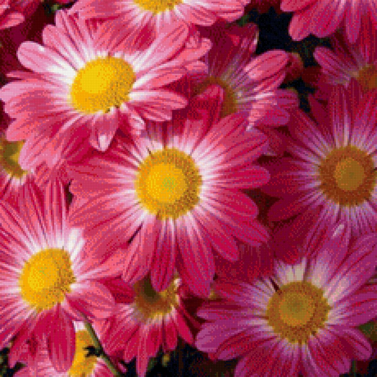 Хризантемы - цветы, подушка, хризантемы - предпросмотр