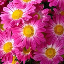 Схема вышивки «Хризантемы»