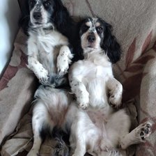 Схема вышивки «Собачки на заказ»