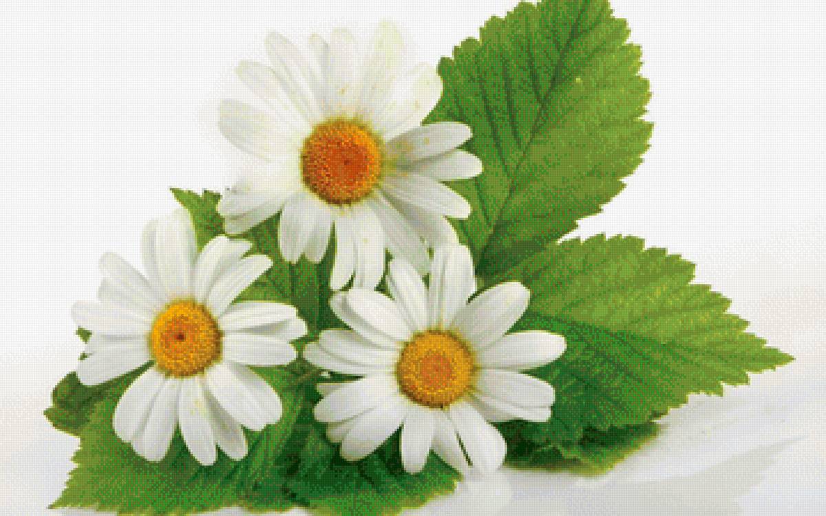 Букет ромашек - цветы, букет, ромашки - предпросмотр