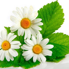 Схема вышивки «Букет ромашек»