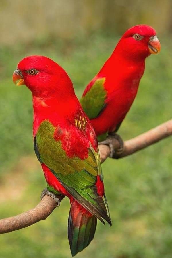 Loros - mariposas - оригинал