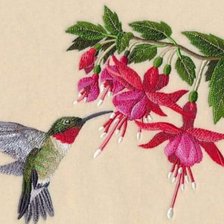 Colibrí