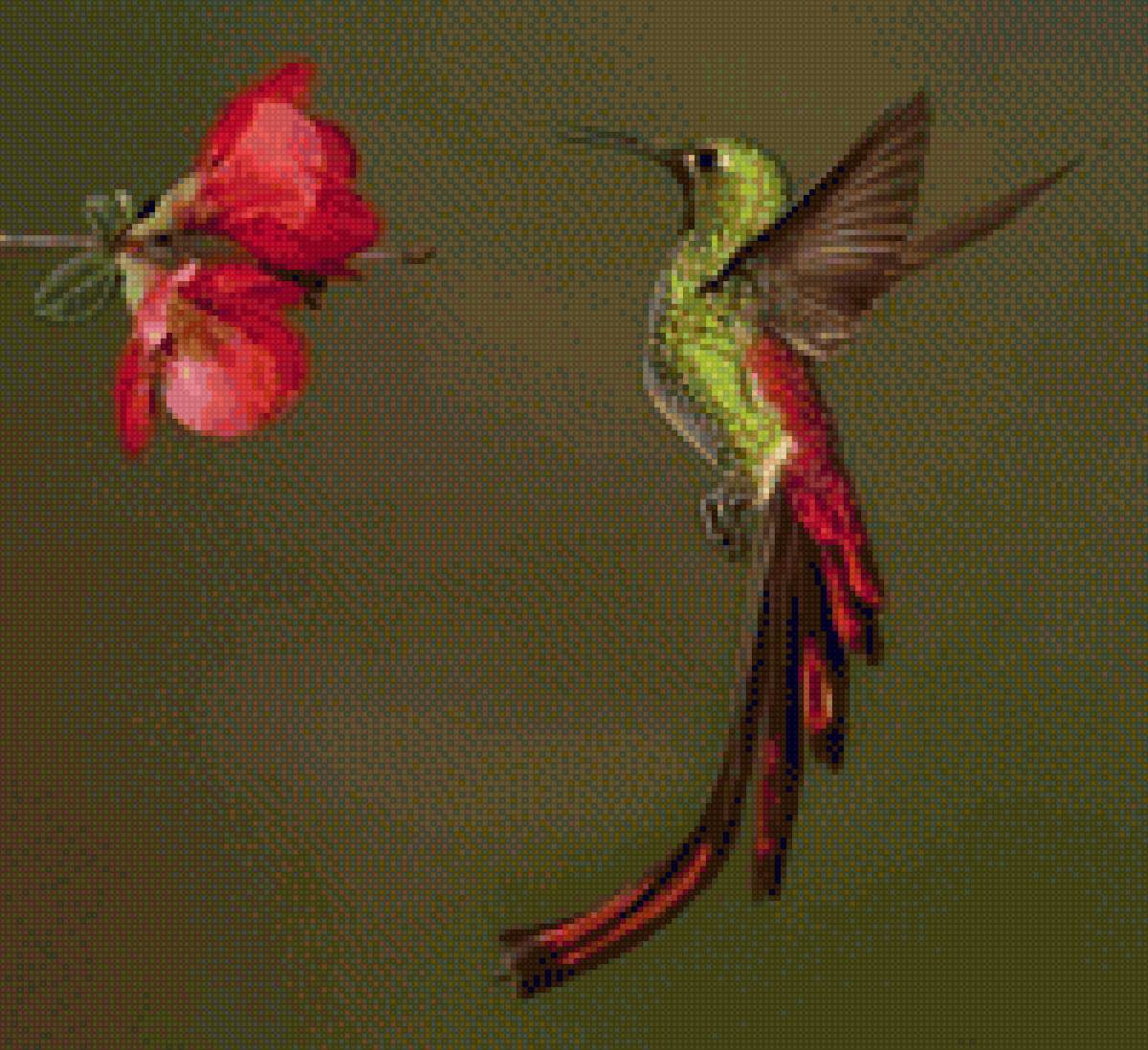 Colibrí - mariposas - предпросмотр