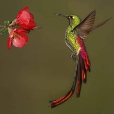 Colibrí