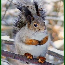 Схема вышивки «Обыкновенная белка»