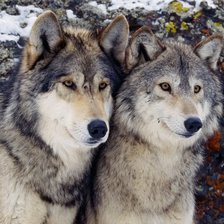 Схема вышивки «Пара волков»