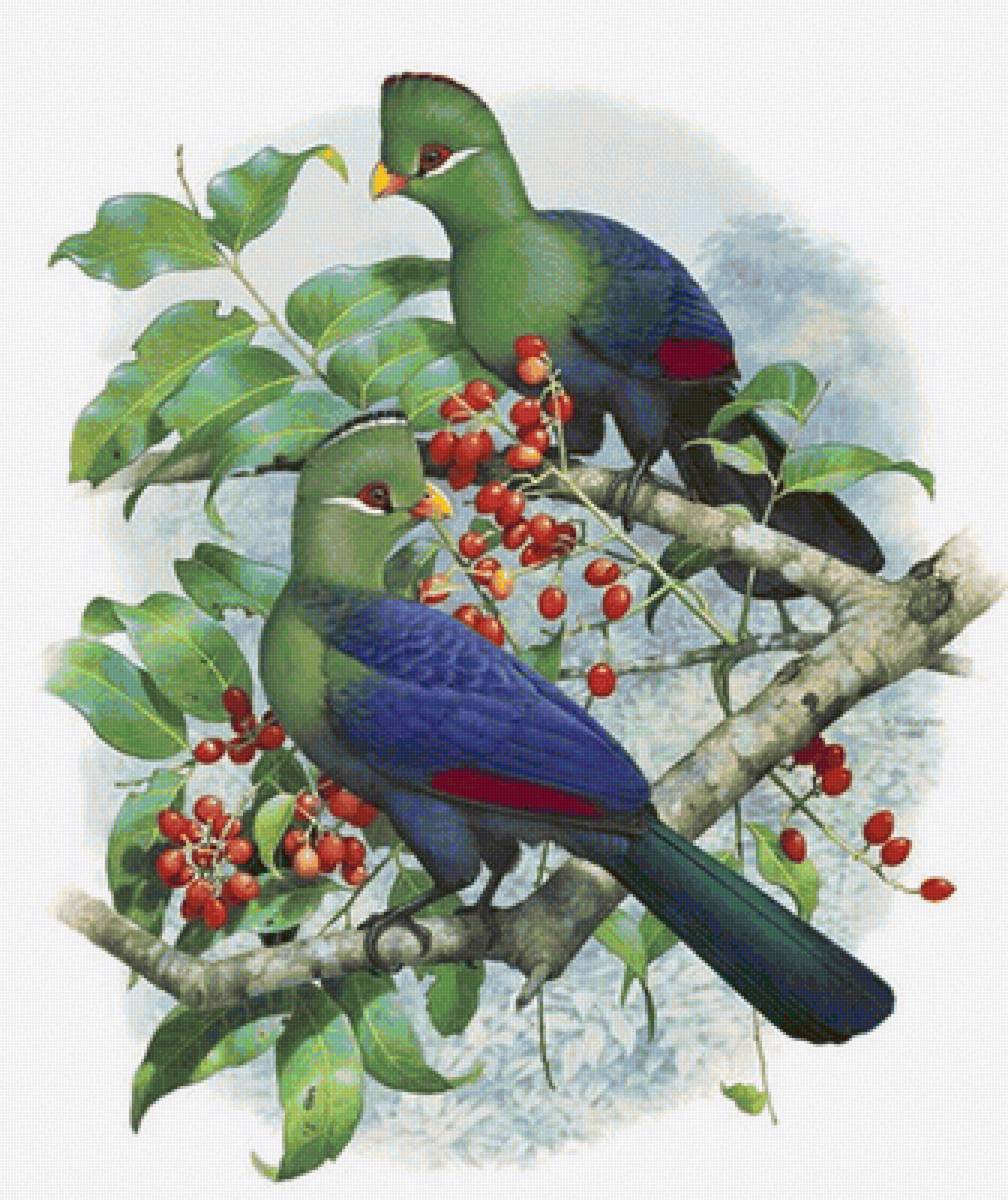 Pássaros . - pássaros. arvore. frutas. - предпросмотр