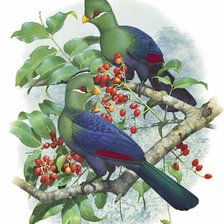 Схема вышивки «Pássaros .»