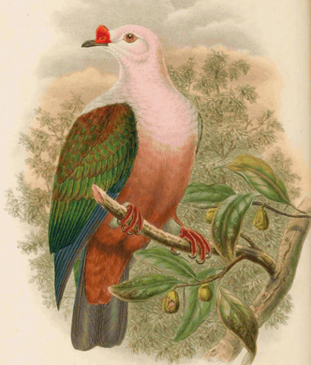 Pássaro. - pássaros. - предпросмотр