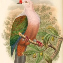 Схема вышивки «Pássaro.»