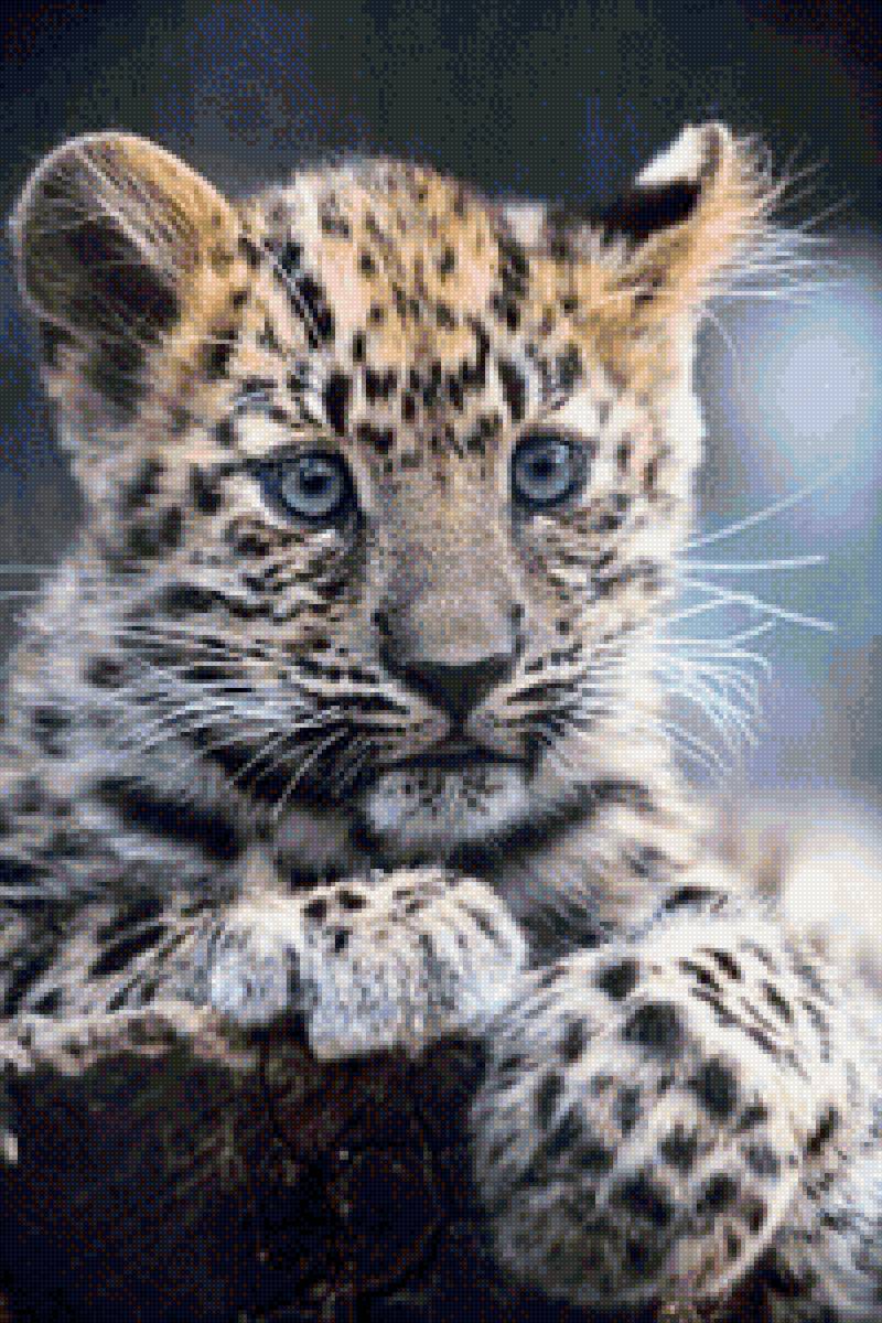 Леопард - дикие кошки, леопард, котенок - предпросмотр