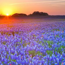 Схема вышивки «Поле цветов»